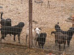 Zecovi: U prihvatilištu trenutno oko 700 pasa