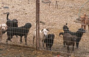 Zecovi: U prihvatilištu trenutno oko 700 pasa