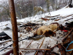 Uslijed snijega urušio se objekat, stradala stoka