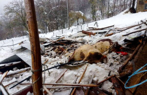 Uslijed snijega urušio se objekat, stradala stoka