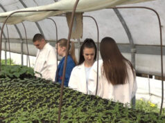 Rasad spreman za prodaju u Prijedoru: Veliko interesovanje za povrće iz školskih plastenika