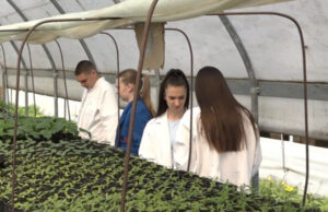 Rasad spreman za prodaju u Prijedoru: Veliko interesovanje za povrće iz školskih plastenika