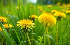 Biljka koja topi salo, čisti otrove iz jetre i smanjuje šećer