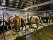 Nakon višedecenijske proizvodnje gasi se još jedna farma u BiH: Nermin prodaje sve krave