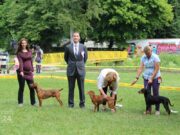 PRIJEDOR DOG SHOW 2026. u Starom Gradu 31. maja