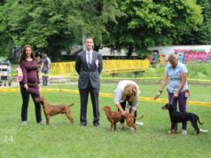 PRIJEDOR DOG SHOW 2026. u Starom Gradu 31. maja