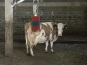 Moderna farma u BiH: Uveo kravama dušeke za odmor i četke za masažu