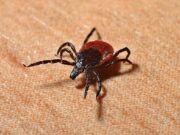 Najezda krpelja zabrinula građane, stručnjaci izdali važno upozorenje