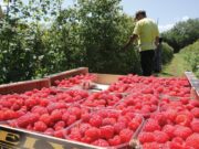 Sačekali da radnici oberu plantažu pa ukrali 150 kilograma svježih malina