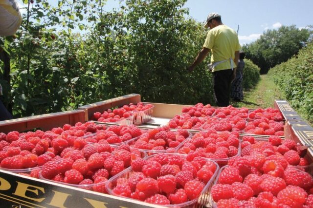maline bih