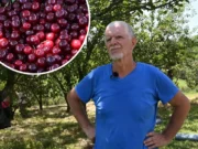Voćar iz BiH ostao u čudu: Kupac tražio višnje bez špica