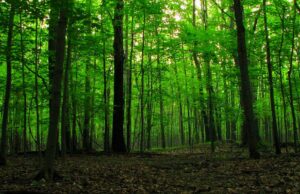 MONSTRUMI iz Olova silovali djevojčicu iz Prijedora, štićenicu Doma