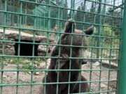 Najveće zvijeri BiH zarobljene u najmanjim kavezima