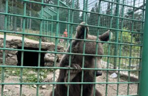 Najveće zvijeri BiH zarobljene u najmanjim kavezima
